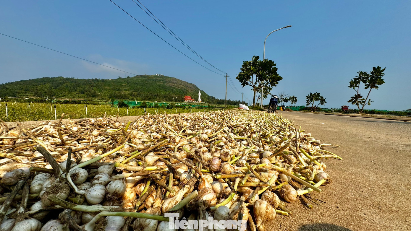 Vào mùa thu hoạch, khắp các nẻo đường trên đảo Lý Sơn đâu đâu cũng bắt gặp sắc trắng của tỏi. Người dân tận dụng mọi nơi để phơi tỏi. Ảnh: Nguyễn Ngọc.