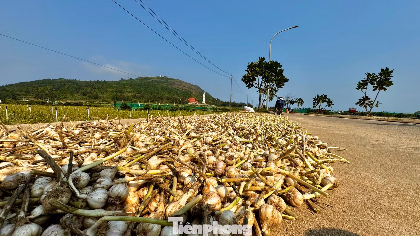 Vào mùa thu hoạch, khắp các nẻo đường trên đảo Lý Sơn đâu đâu cũng bắt gặp sắc trắng của tỏi. Người dân tận dụng mọi nơi để phơi tỏi. Ảnh: Nguyễn Ngọc. Vào mùa thu hoạch, khắp các nẻo đường trên đảo Lý Sơn đâu đâu cũng bắt gặp sắc trắng của tỏi. Người dân tận dụng mọi nơi để phơi tỏi. Ảnh: Nguyễn Ngọc.