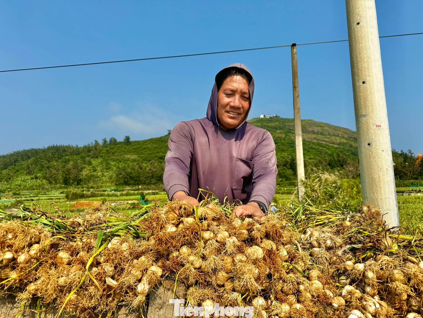 Theo nhiều người dân, giá tỏi tươi phải từ 50.000 đồng/kg trở lên mới tính chuyện có lời. Ảnh: Nguyễn Ngọc