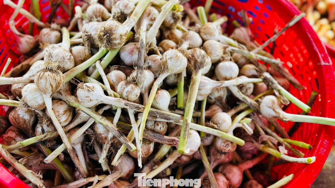 Tỏi được mùa nên số lượng tỏi một tép (tỏi một) có số lượng khá ít. Ảnh: Nguyễn Ngọc