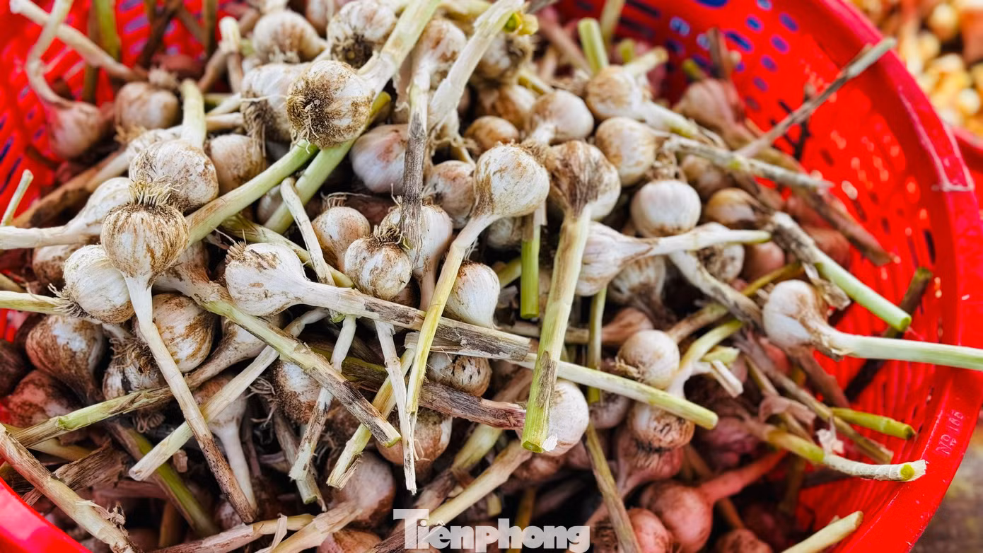 Tỏi được mùa nên số lượng tỏi một tép (tỏi một) có số lượng khá ít. Ảnh: Nguyễn Ngọc Tỏi được mùa nên số lượng tỏi một tép (tỏi một) có số lượng khá ít. Ảnh: Nguyễn Ngọc