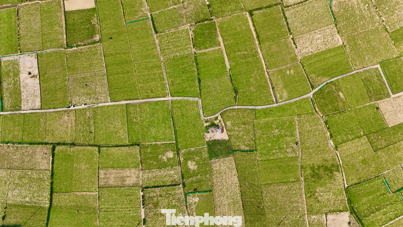 Sau hơn 4 tháng gieo trồng, thời điểm này, nông dân huyện đảo Lý Sơn (tỉnh Quảng Ngãi) đang bước vào mùa thu hoạch tỏi Đông Xuân 2024 - 2025. Tỏi là loại cây trồng chủ lực được người dân ví như “vàng trắng” vì giá trị kinh tế mang lại cao. Ảnh: Nguyễn Ngọc.