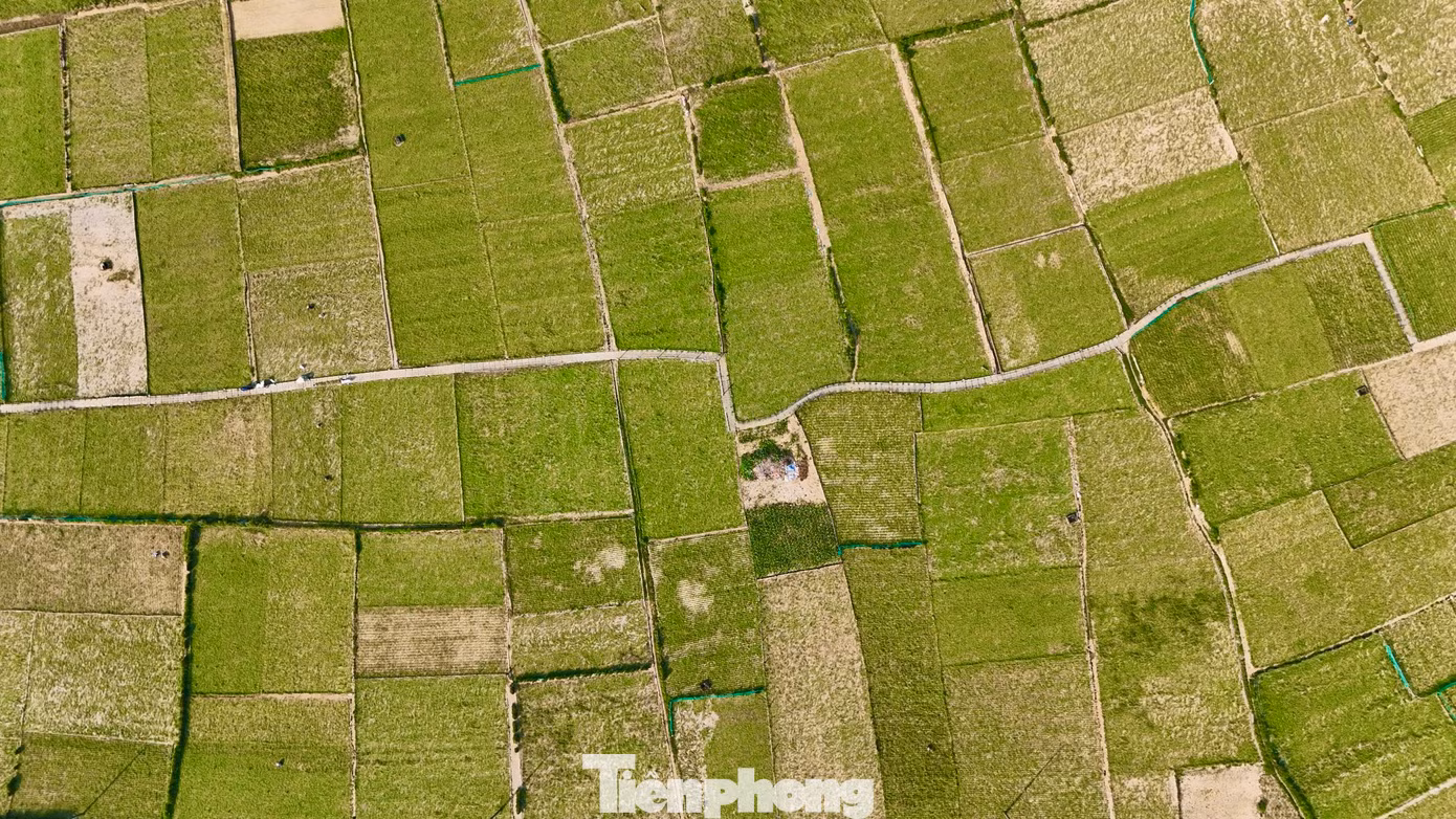 Sau hơn 4 tháng gieo trồng, thời điểm này, nông dân huyện đảo Lý Sơn (tỉnh Quảng Ngãi) đang bước vào mùa thu hoạch tỏi Đông Xuân 2024 - 2025. Tỏi là loại cây trồng chủ lực được người dân ví như “vàng trắng” vì giá trị kinh tế mang lại cao. Ảnh: Nguyễn Ngọc. Sau hơn 4 tháng gieo trồng, thời điểm này, nông dân huyện đảo Lý Sơn (tỉnh Quảng Ngãi) đang bước vào mùa thu hoạch tỏi Đông Xuân 2024 - 2025. Tỏi là loại cây trồng chủ lực được người dân ví như “vàng trắng” vì giá trị kinh tế mang lại cao. Ảnh: Nguyễn Ngọc.