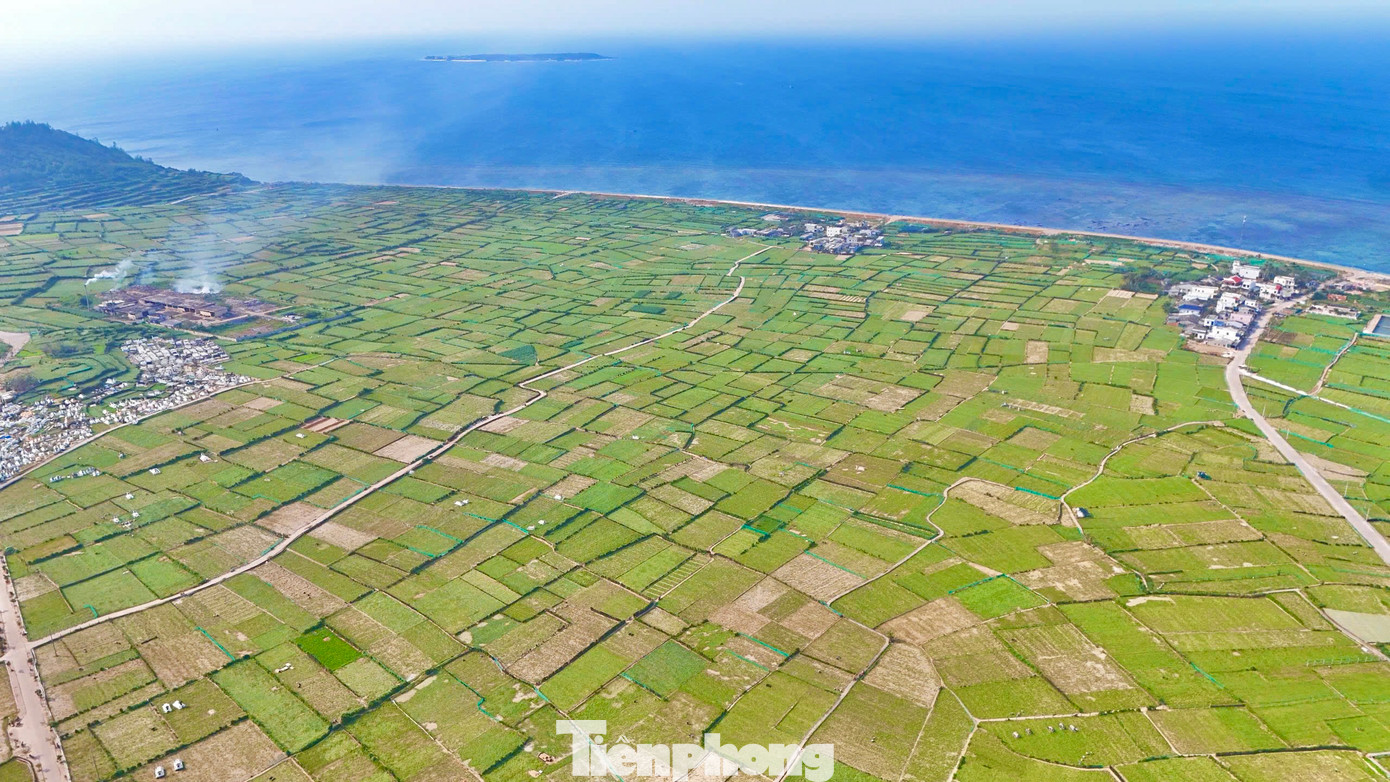 “Về đầu ra, ngay từ đầu vụ các cơ sở kinh doanh tỏi trên đảo đã có thỏa thuận với nông dân, còn giá cả thì phải phụ thuộc vào thị trường không thể đẩy cao đột ngột được”, bà Hương nói. Ảnh: Nguyễn Ngọc.
