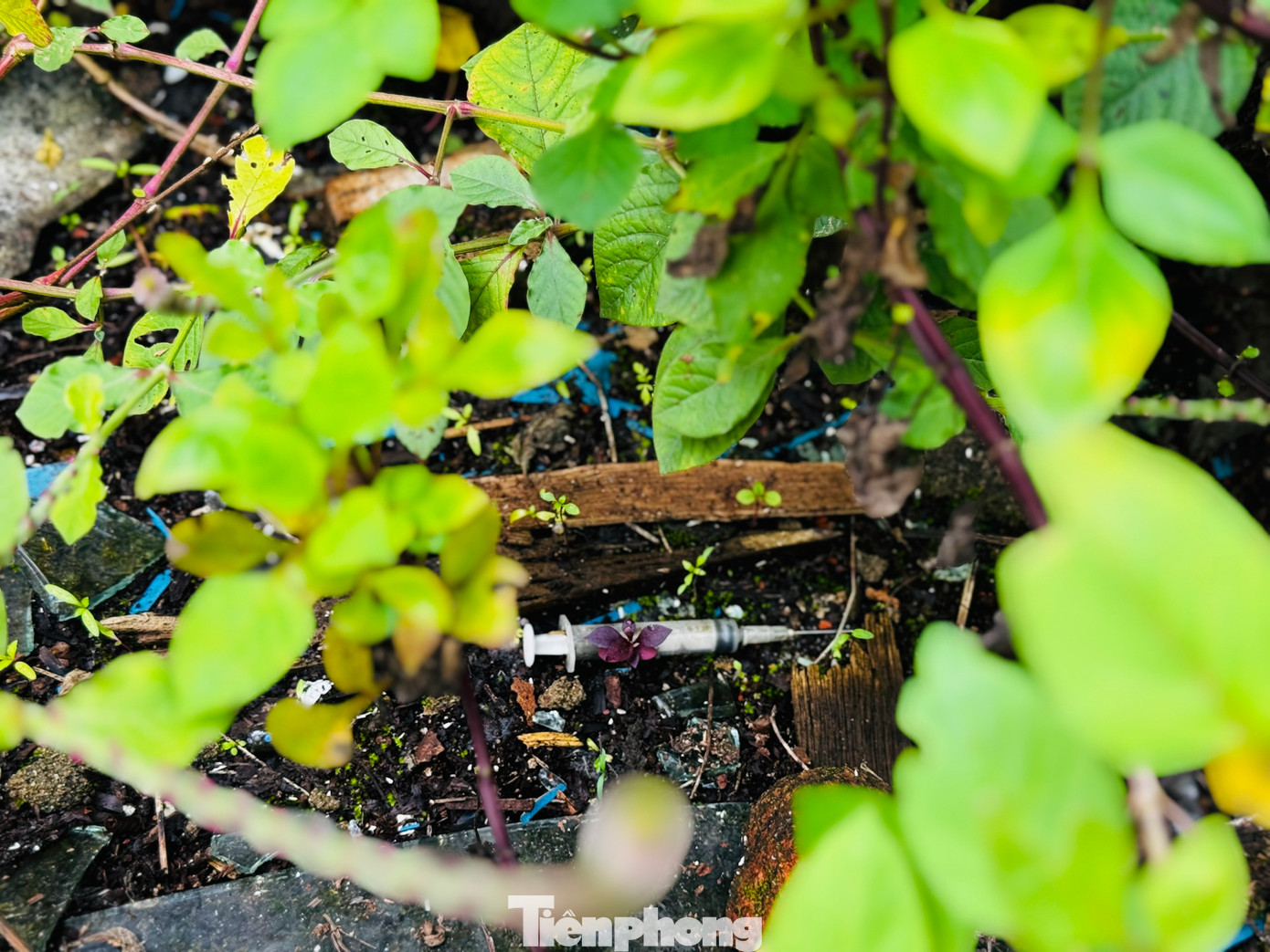 Có thể bắt gặp kim tiêm ở bất cứ đâu. Có thể bắt gặp kim tiêm ở bất cứ đâu.