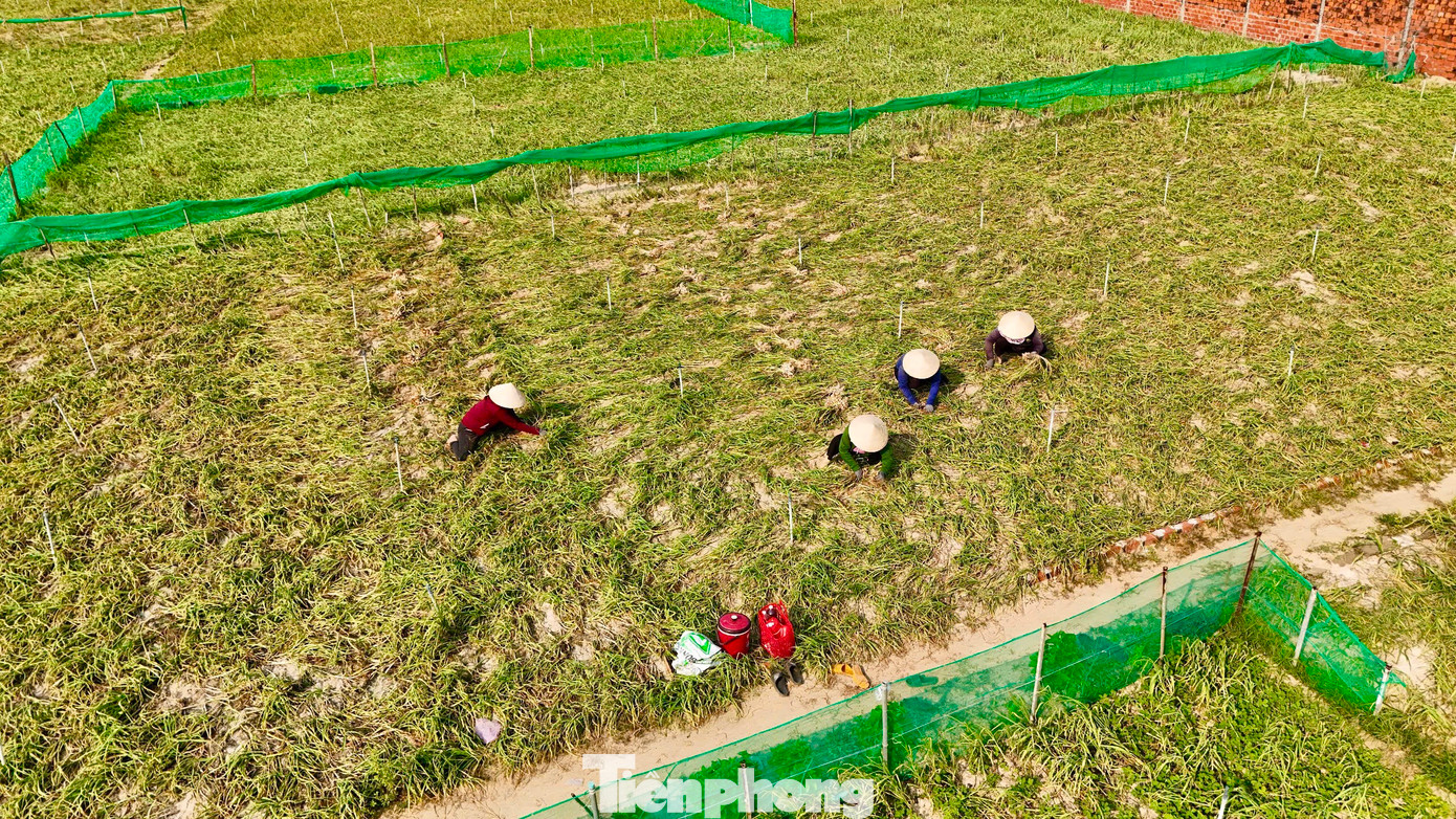 Sau hơn 4 tháng gieo trồng, thời điểm này, nông dân huyện đảo Lý Sơn (tỉnh Quảng Ngãi) đang bước vào mùa thu hoạch tỏi Đông Xuân 2024 - 2025. Tỏi là loại cây trồng chủ lực được người dân ví như “vàng trắng” vì giá trị kinh tế mang lại cao. Ảnh: Nguyễn Ngọc.