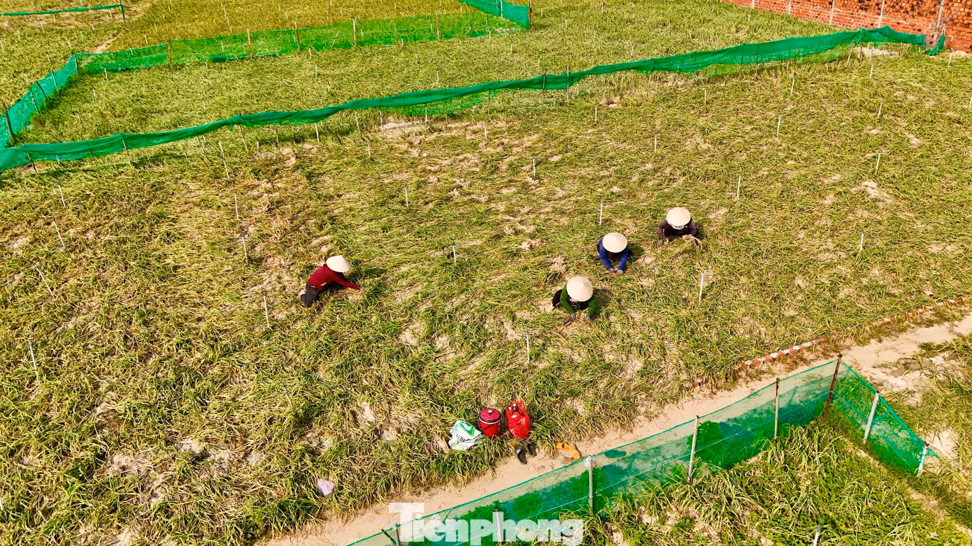 Sau hơn 4 tháng gieo trồng, thời điểm này, nông dân huyện đảo Lý Sơn (tỉnh Quảng Ngãi) đang bước vào mùa thu hoạch tỏi Đông Xuân 2024 - 2025. Tỏi là loại cây trồng chủ lực được người dân ví như “vàng trắng” vì giá trị kinh tế mang lại cao. Ảnh: Nguyễn Ngọc. Sau hơn 4 tháng gieo trồng, thời điểm này, nông dân huyện đảo Lý Sơn (tỉnh Quảng Ngãi) đang bước vào mùa thu hoạch tỏi Đông Xuân 2024 - 2025. Tỏi là loại cây trồng chủ lực được người dân ví như “vàng trắng” vì giá trị kinh tế mang lại cao. Ảnh: Nguyễn Ngọc.