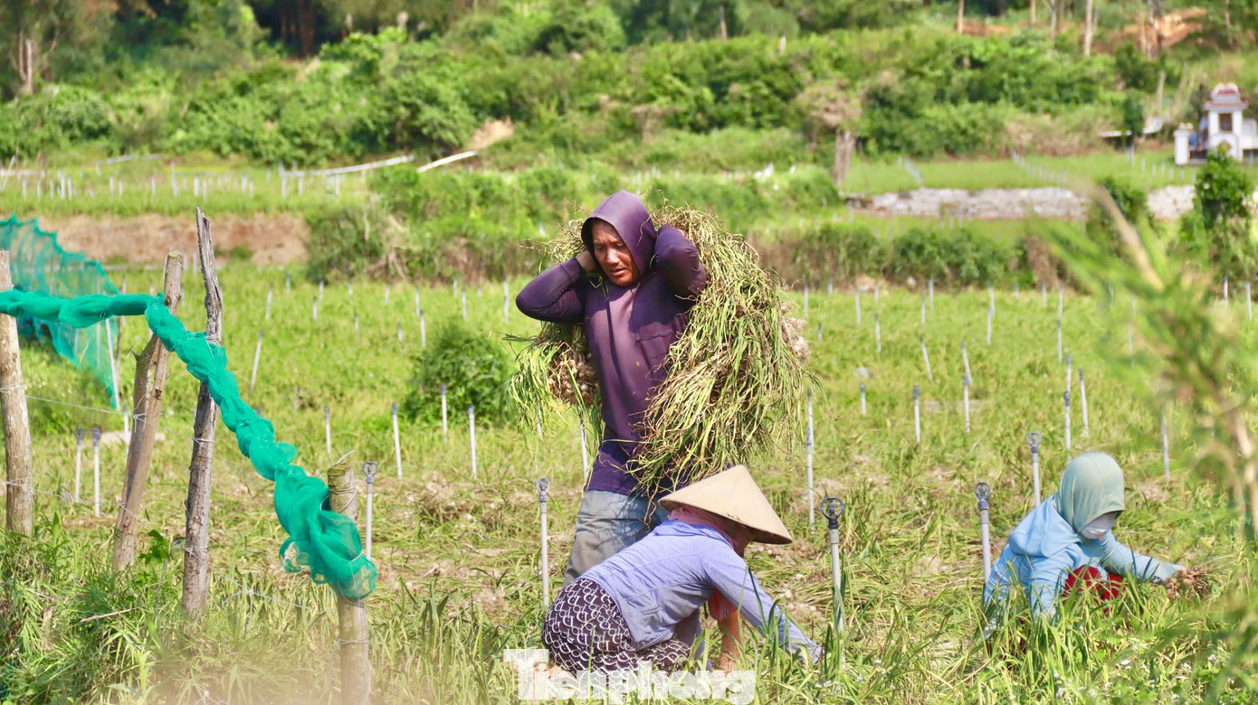 Ông Võ Kim (trú thôn Tây An Hải) năm nay thời tiết thuận lợi nên vụ này tỏi đạt năng suất cao, củ to, đều và đẹp. Ảnh: Nguyễn Ngọc.