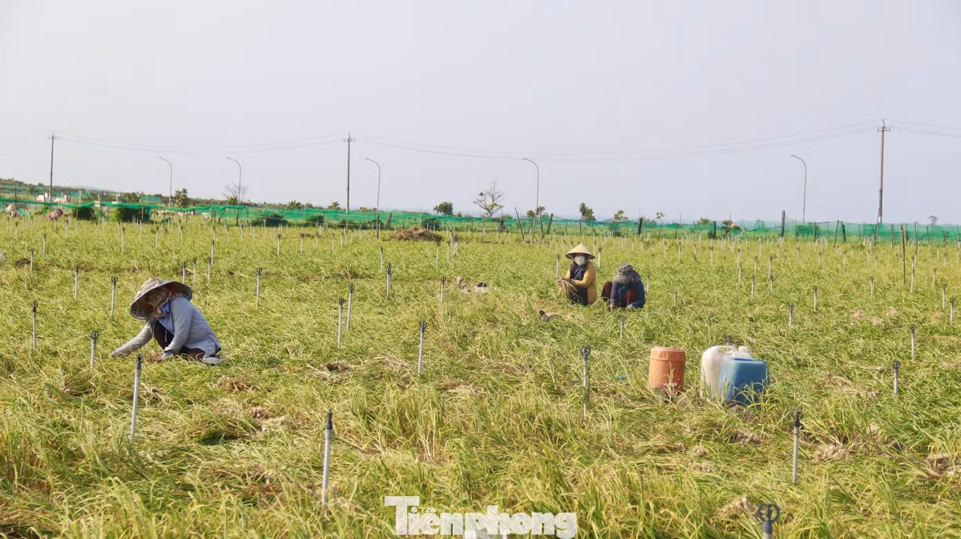 Năm nay, thời tiết thuận lợi nên đa số diện tích tỏi của nông dân đều phát triển tốt, tỏi được mùa, khiến người dân rất phấn khởi. Ảnh: Nguyễn Ngọc. Năm nay, thời tiết thuận lợi nên đa số diện tích tỏi của nông dân đều phát triển tốt, tỏi được mùa, khiến người dân rất phấn khởi. Ảnh: Nguyễn Ngọc.