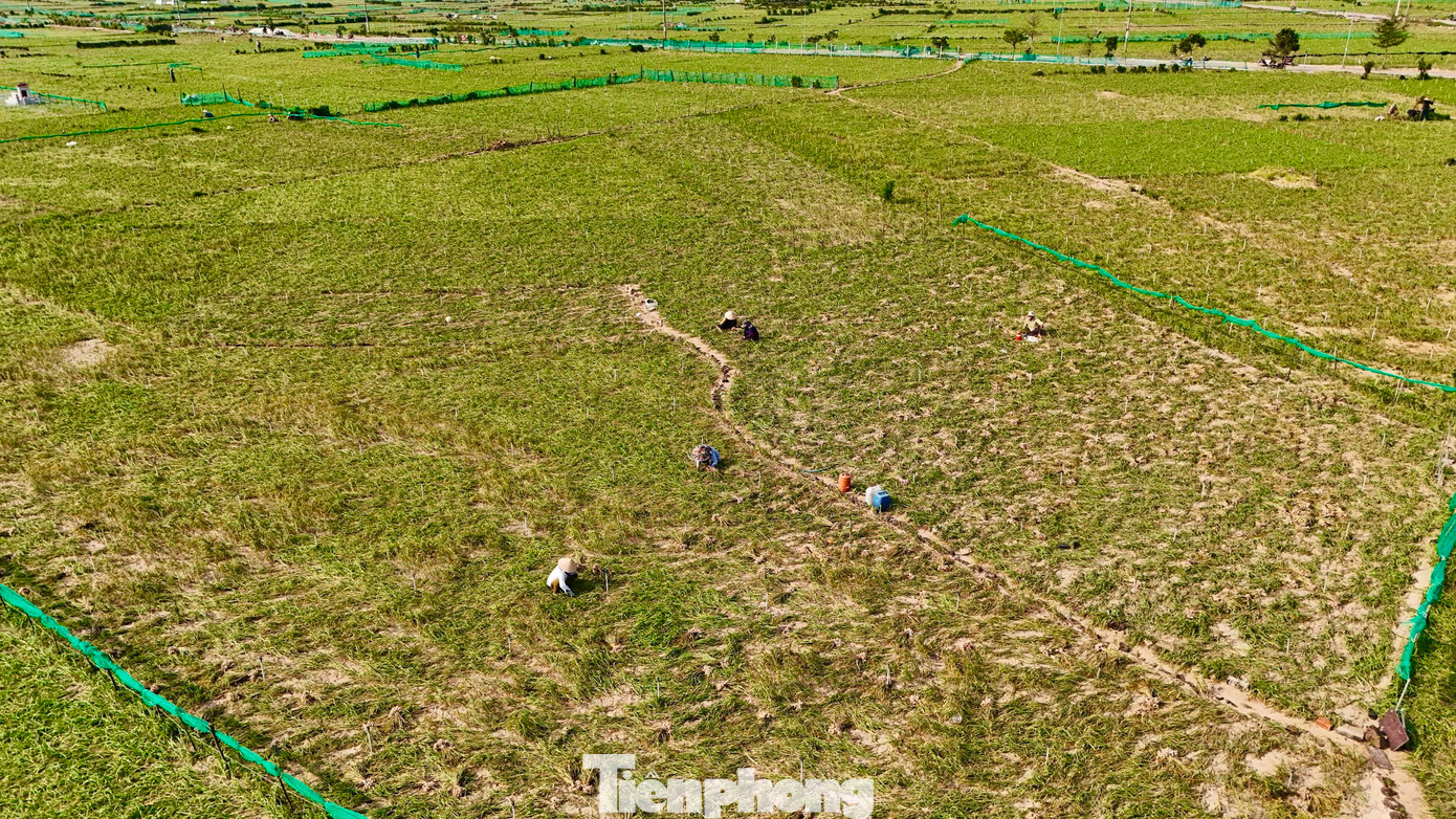 Sau hơn 4 tháng gieo trồng, thời điểm này, nông dân huyện đảo Lý Sơn (tỉnh Quảng Ngãi) đang bước vào mùa thu hoạch tỏi Đông Xuân 2024 - 2025. Tỏi là loại cây trồng chủ lực được người dân ví như “vàng trắng” vì giá trị kinh tế mang lại cao. Ảnh: Nguyễn Ngọc.