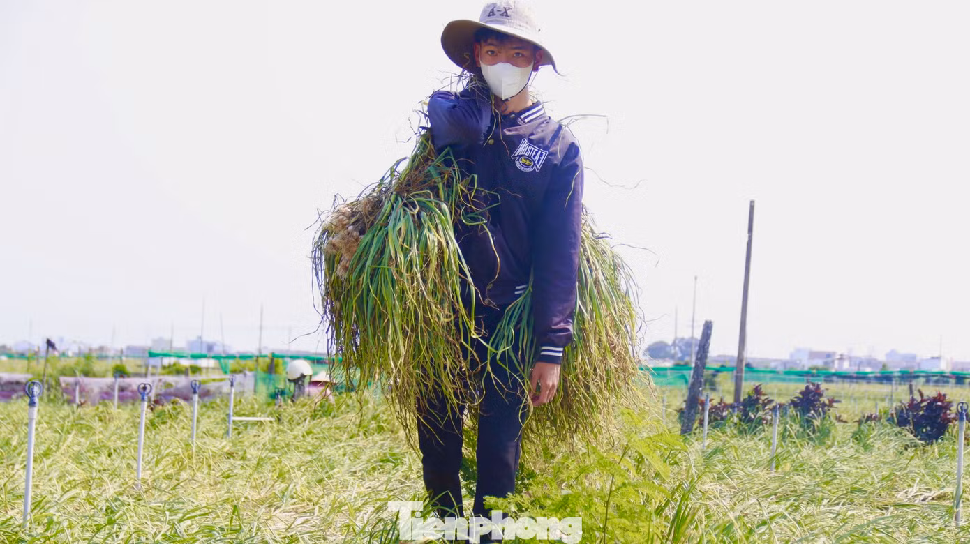 Tỏi sau khi thu hoạch sẽ được buộc thành từng chùm để dễ vận chuyển về nhà. Ảnh: Nguyễn Ngọc. Tỏi sau khi thu hoạch sẽ được buộc thành từng chùm để dễ vận chuyển về nhà. Ảnh: Nguyễn Ngọc.
