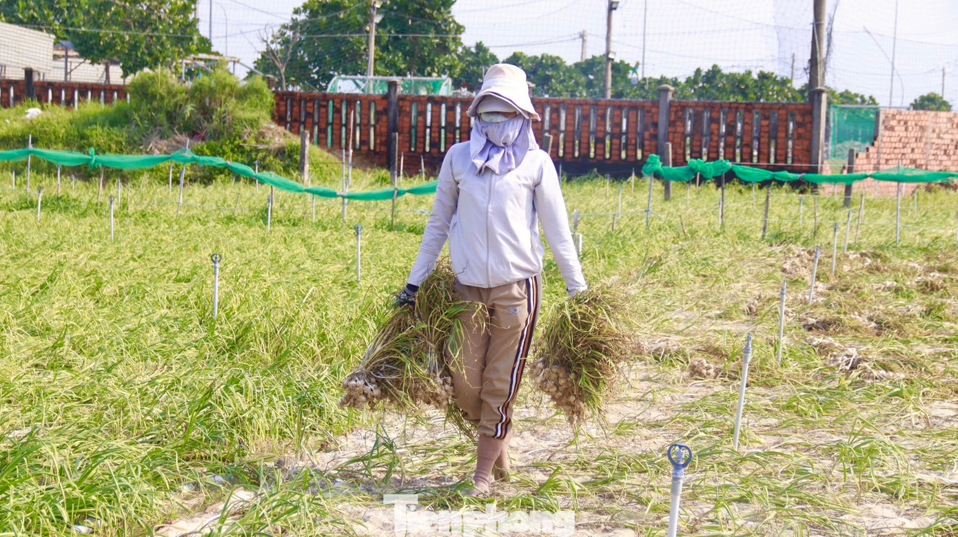 Tỏi sau khi thu hoạch sẽ được buộc thành từng chùm để dễ vận chuyển về nhà. Ảnh: Nguyễn Ngọc.
