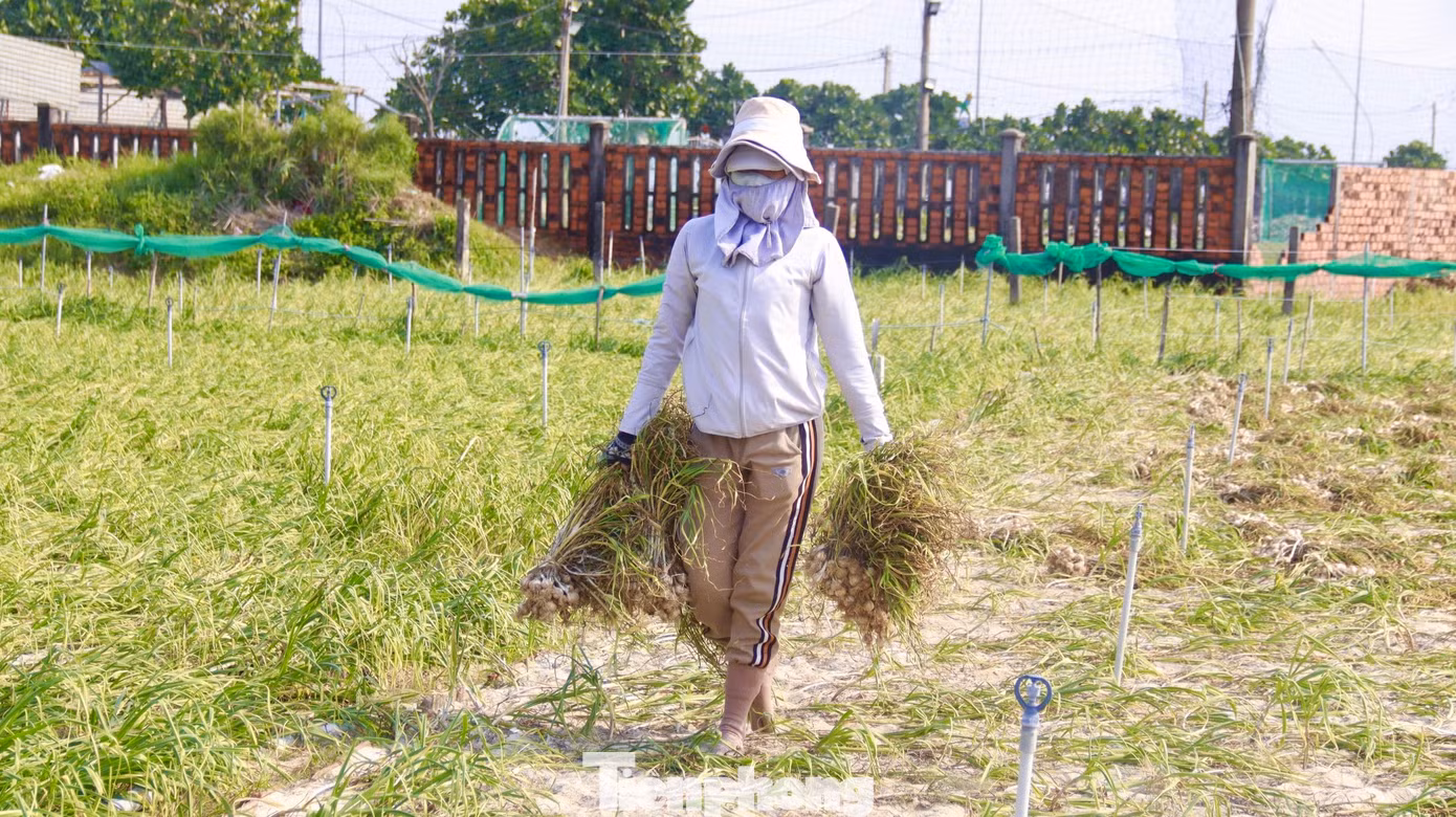 Tỏi sau khi thu hoạch sẽ được buộc thành từng chùm để dễ vận chuyển về nhà. Ảnh: Nguyễn Ngọc. Tỏi sau khi thu hoạch sẽ được buộc thành từng chùm để dễ vận chuyển về nhà. Ảnh: Nguyễn Ngọc.