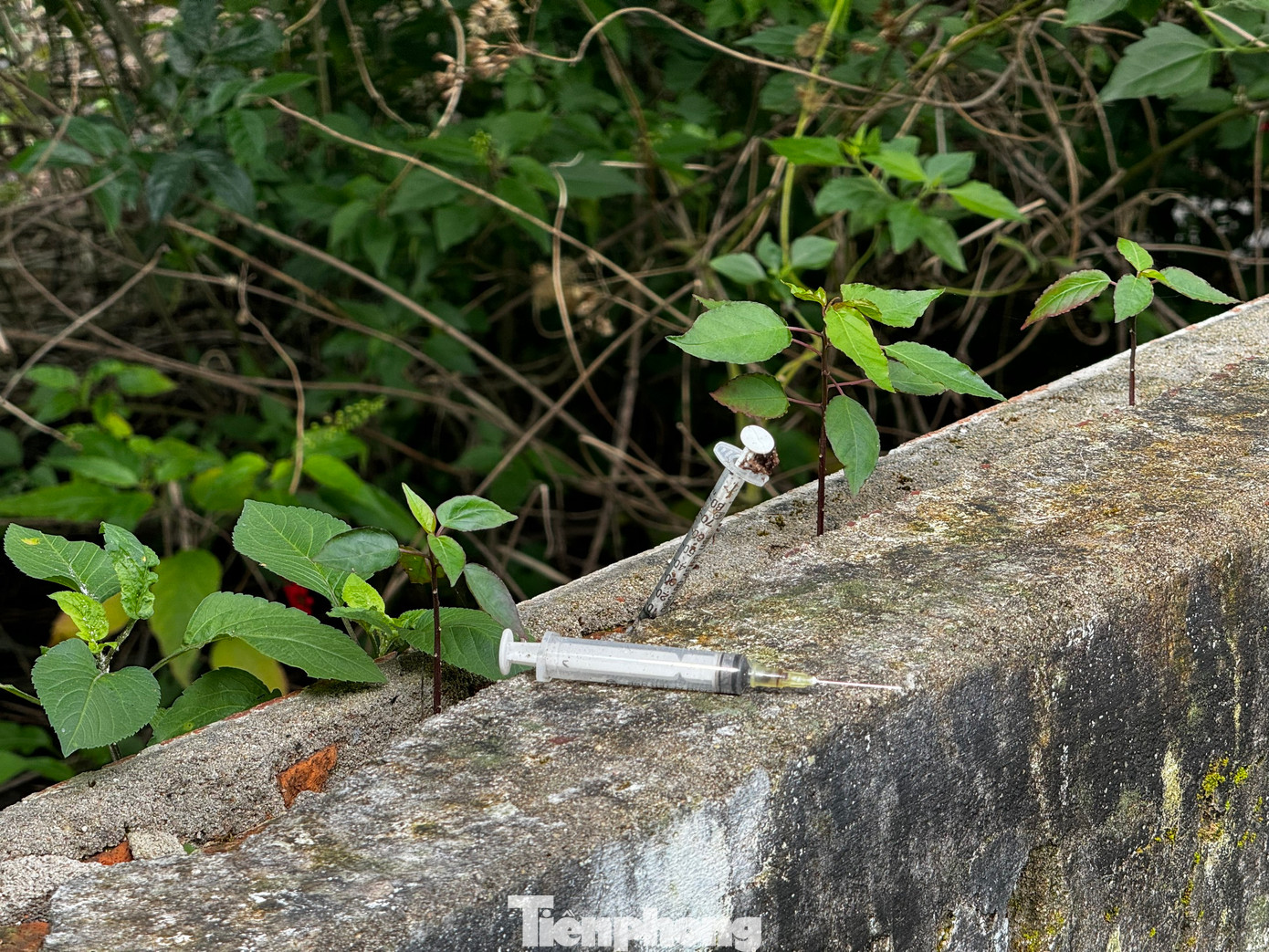 Có thể bắt gặp kim tiêm ở bất cứ đâu. Có thể bắt gặp kim tiêm ở bất cứ đâu.