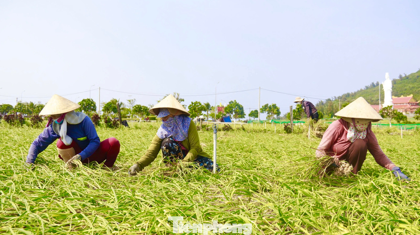 Năm nay, thời tiết thuận lợi nên đa số diện tích tỏi của nông dân đều phát triển tốt, tỏi được mùa, khiến người dân rất phấn khởi. Ảnh: Nguyễn Ngọc.