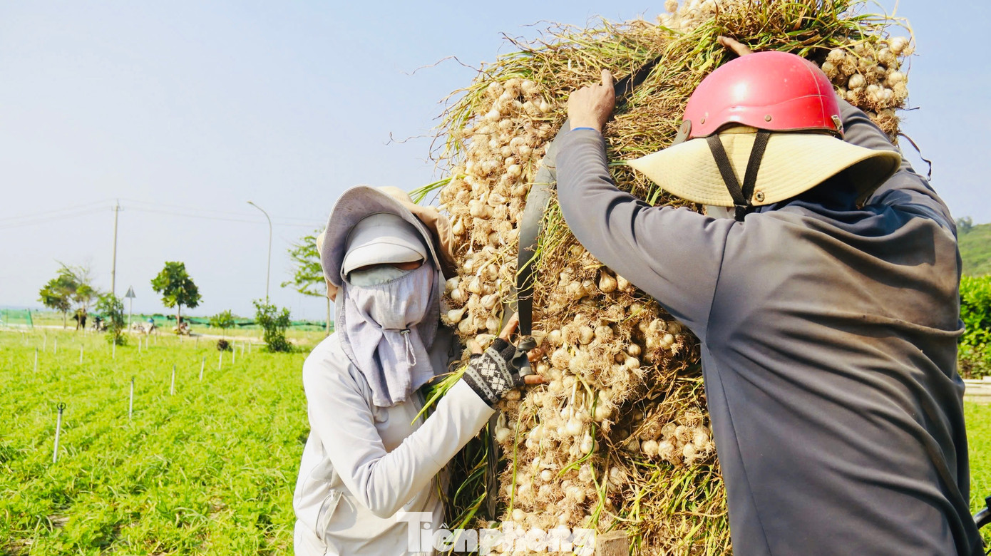 “Tuy nhiên, hiện đang là đầu vụ thu hoạch nên giá tỏi đang ở mức thấp. Thương lái đang thu mua tỏi tươi với giá từ 30.000 - 35.000 đồng/kg, hi vọng trong thời gian đến giá sẽ nhích lên để bà con có thu nhập”, ông Kim nói. Ảnh: Nguyễn Ngọc.