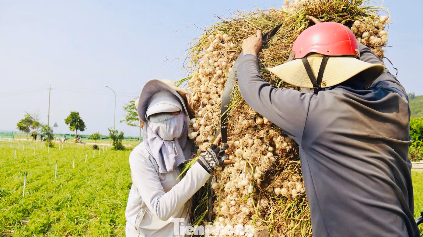 “Tuy nhiên, hiện đang là đầu vụ thu hoạch nên giá tỏi đang ở mức thấp. Thương lái đang thu mua tỏi tươi với giá từ 30.000 - 35.000 đồng/kg, hi vọng trong thời gian đến giá sẽ nhích lên để bà con có thu nhập”, ông Kim nói. Ảnh: Nguyễn Ngọc. “Tuy nhiên, hiện đang là đầu vụ thu hoạch nên giá tỏi đang ở mức thấp. Thương lái đang thu mua tỏi tươi với giá từ 30.000 - 35.000 đồng/kg, hi vọng trong thời gian đến giá sẽ nhích lên để bà con có thu nhập”, ông Kim nói. Ảnh: Nguyễn Ngọc.
