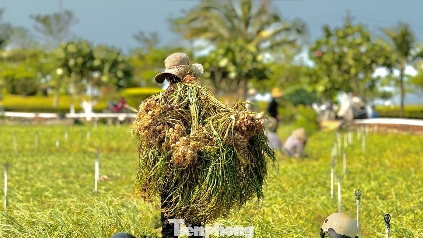 Tuy nhiên, niềm vui được mùa không được trọn vẹn bởi giá tỏi tươi hiện rất thấp, chỉ dao động từ 30.000 - 40.000 đồng/kg. Ảnh: Nguyễn Ngọc.