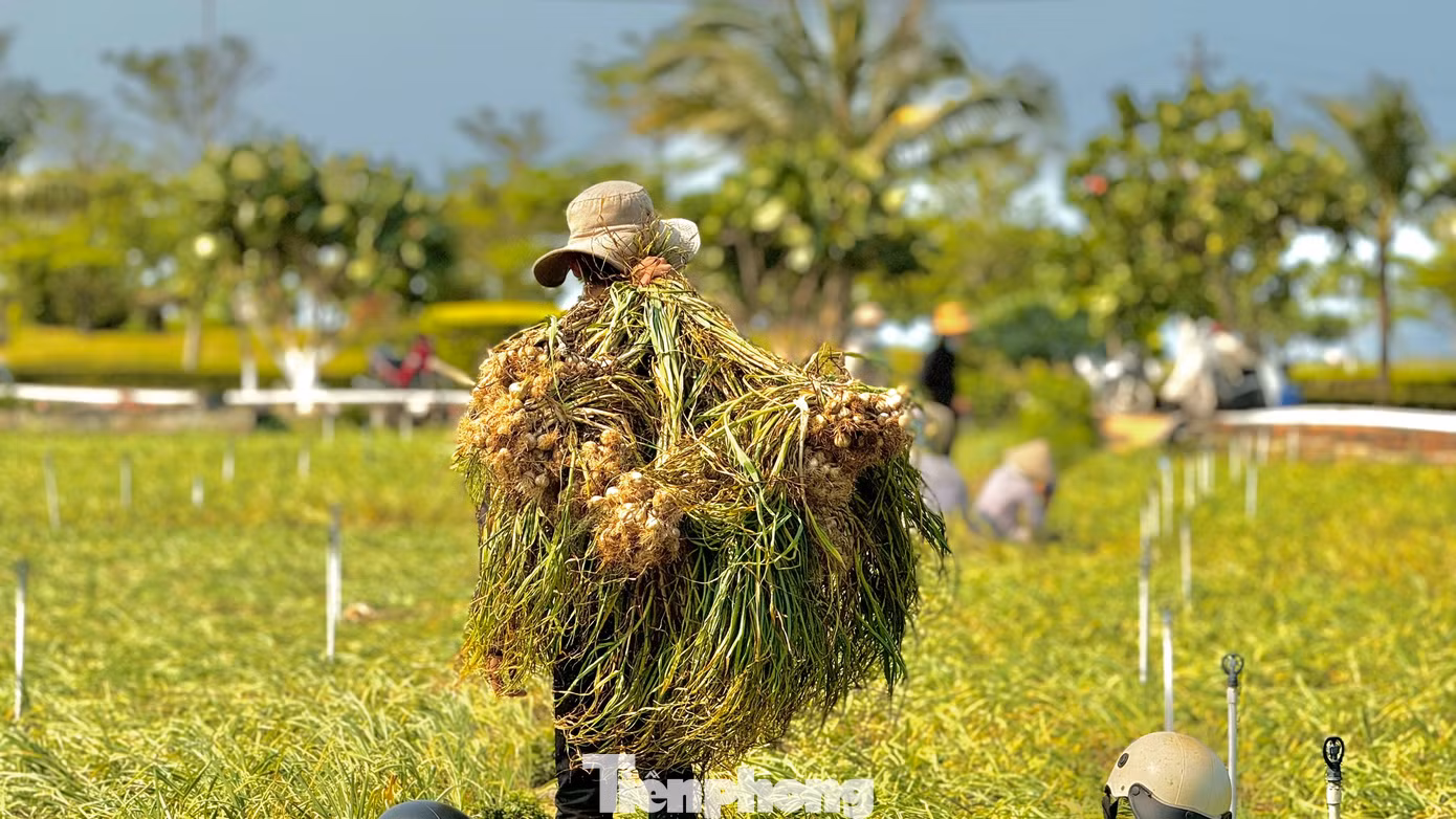 Tuy nhiên, niềm vui được mùa không được trọn vẹn bởi giá tỏi tươi hiện rất thấp, chỉ dao động từ 30.000 - 40.000 đồng/kg. Ảnh: Nguyễn Ngọc. Tuy nhiên, niềm vui được mùa không được trọn vẹn bởi giá tỏi tươi hiện rất thấp, chỉ dao động từ 30.000 - 40.000 đồng/kg. Ảnh: Nguyễn Ngọc.