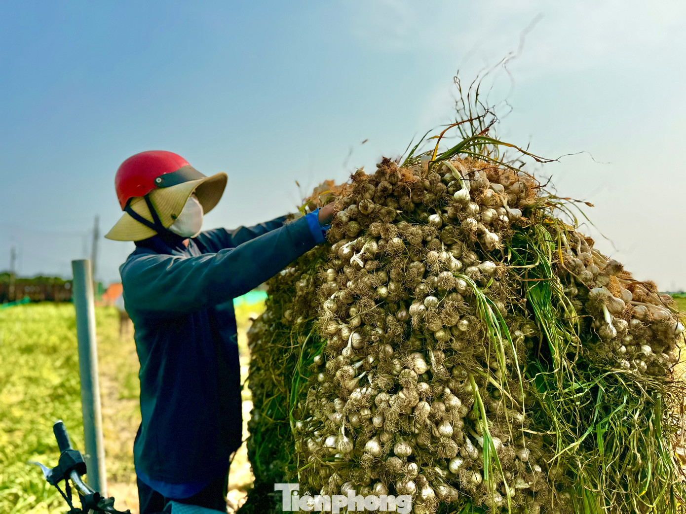 Theo nhiều người dân, giá tỏi tươi phải từ 50.000 đồng/kg trở lên mới tính chuyện có lời. Ảnh: Nguyễn Ngọc