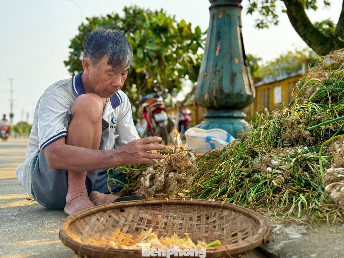 Tỏi được mùa nên số lượng tỏi một tép (tỏi một) có số lượng khá ít. Ảnh: Nguyễn Ngọc