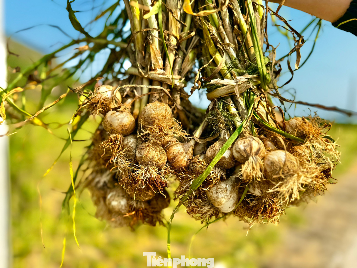 Điệp khúc được mùa mất giá, được giá mất mùa vẫn diễn ra thường xuyên. Giá tỏi hiện tại không tương xứng với giá trị của đặc sản nổi tiếng này. Ảnh: Nguyễn Ngọc.