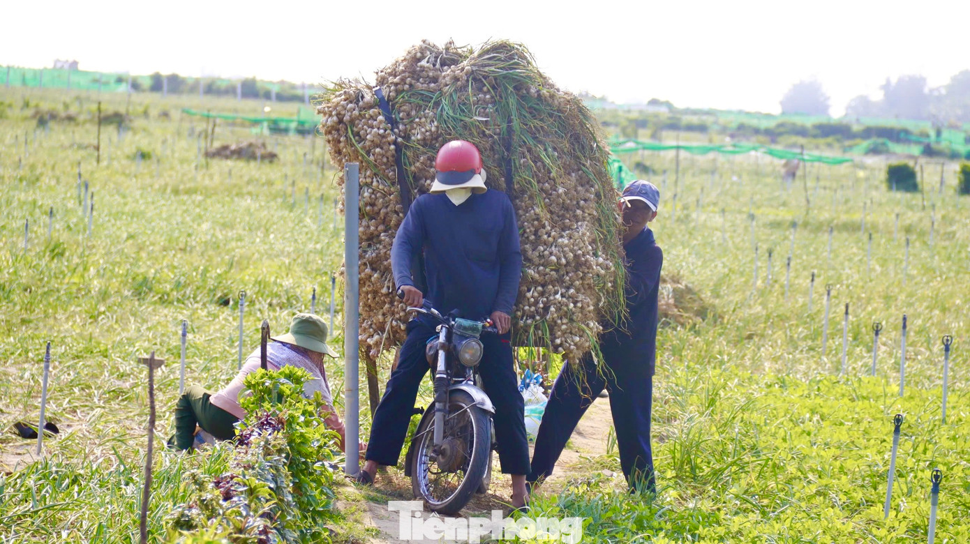 “Tuy nhiên, hiện đang là đầu vụ thu hoạch nên giá tỏi đang ở mức thấp. Thương lái đang thu mua tỏi tươi với giá từ 30.000 - 35.000 đồng/kg, hi vọng trong thời gian đến giá sẽ nhích lên để bà con có thu nhập”, ông Kim nói. Ảnh: Nguyễn Ngọc.