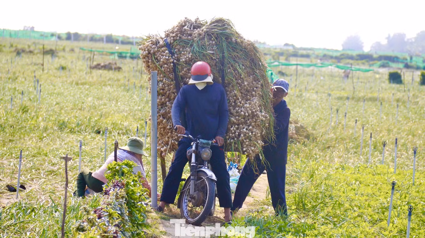 “Tuy nhiên, hiện đang là đầu vụ thu hoạch nên giá tỏi đang ở mức thấp. Thương lái đang thu mua tỏi tươi với giá từ 30.000 - 35.000 đồng/kg, hi vọng trong thời gian đến giá sẽ nhích lên để bà con có thu nhập”, ông Kim nói. Ảnh: Nguyễn Ngọc. “Tuy nhiên, hiện đang là đầu vụ thu hoạch nên giá tỏi đang ở mức thấp. Thương lái đang thu mua tỏi tươi với giá từ 30.000 - 35.000 đồng/kg, hi vọng trong thời gian đến giá sẽ nhích lên để bà con có thu nhập”, ông Kim nói. Ảnh: Nguyễn Ngọc.