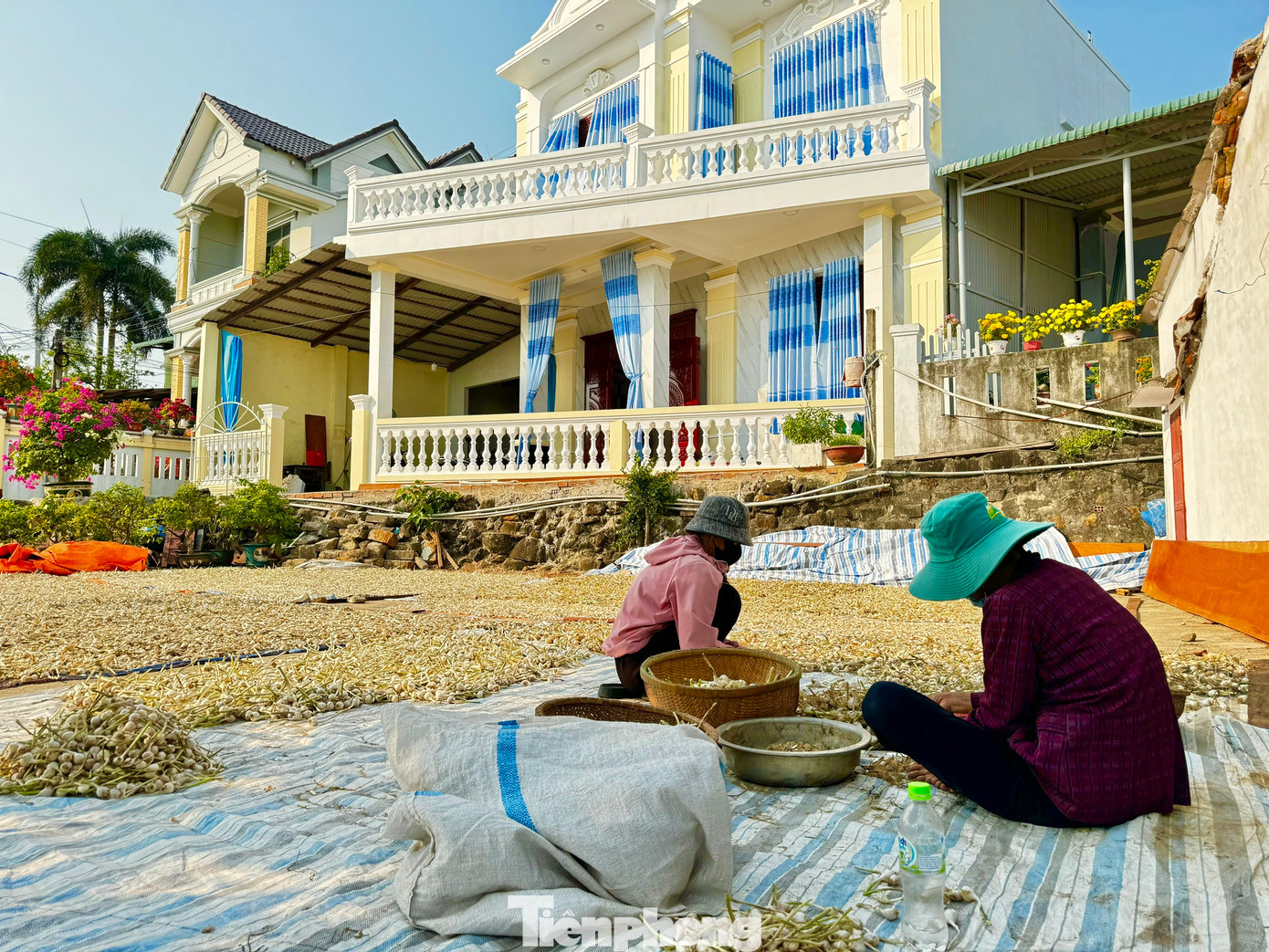 Vào mùa thu hoạch, khắp các nẻo đường trên đảo Lý Sơn đâu đâu cũng bắt gặp sắc trắng của tỏi. Người dân tận dụng mọi nơi để phơi tỏi. Ảnh: Nguyễn Ngọc.
