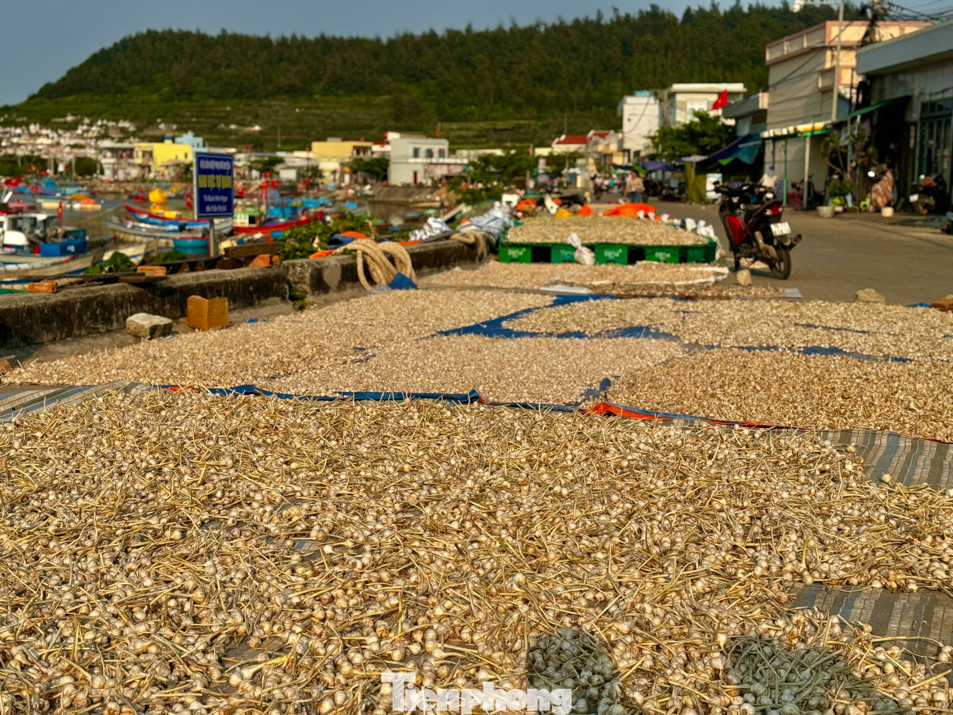Vào mùa thu hoạch, khắp các nẻo đường trên đảo Lý Sơn đâu đâu cũng bắt gặp sắc trắng của tỏi. Người dân tận dụng mọi nơi để phơi tỏi. Ảnh: Nguyễn Ngọc.
