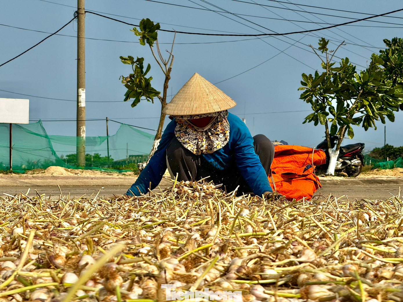Vào mùa thu hoạch, khắp các nẻo đường trên đảo Lý Sơn đâu đâu cũng bắt gặp sắc trắng của tỏi. Người dân tận dụng mọi nơi để phơi tỏi. Ảnh: Nguyễn Ngọc.