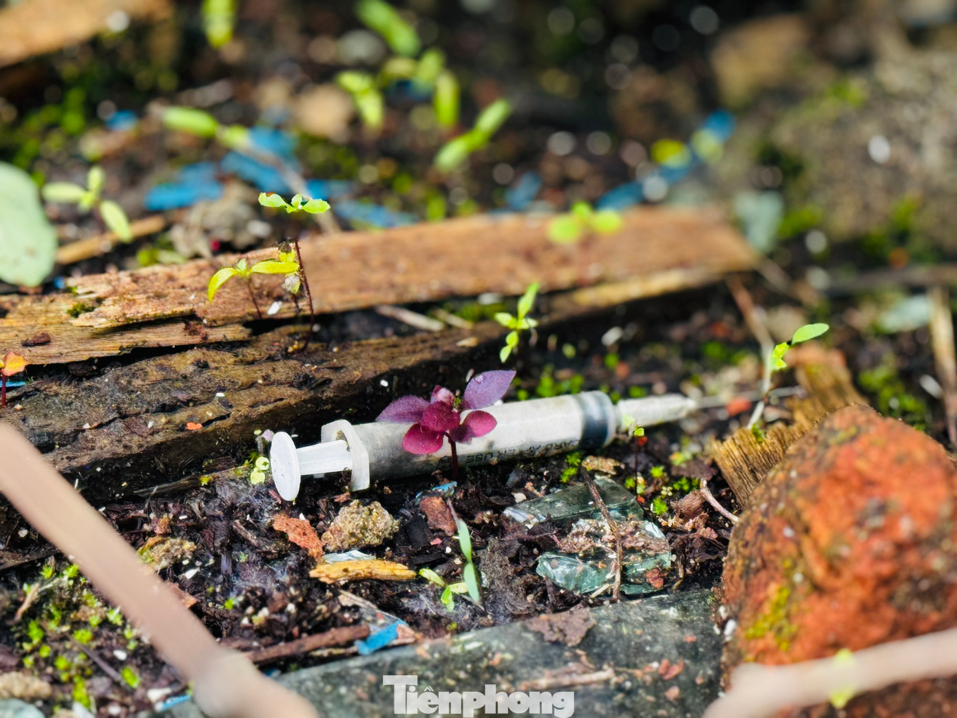 Có thể bắt gặp kim tiêm ở bất cứ đâu. Có thể bắt gặp kim tiêm ở bất cứ đâu.