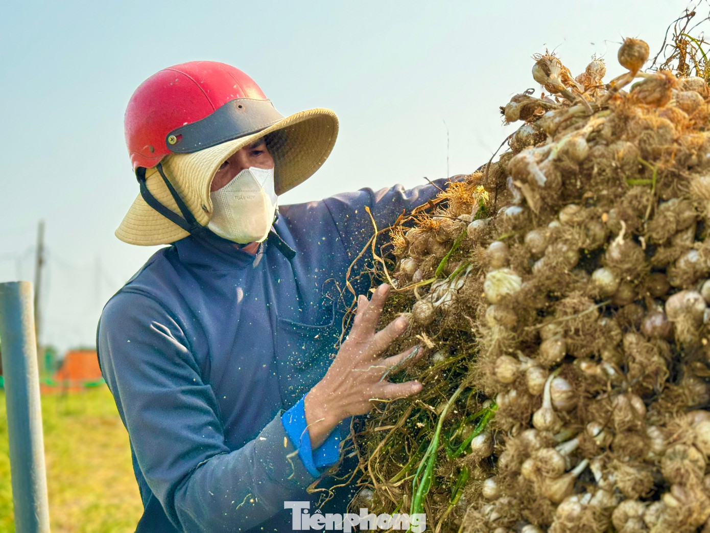 Bà Phạm Thị Hương - Chủ tịch UBND huyện Lý Sơn (tỉnh Quảng Ngãi) - cho biết, vụ tỏi năm nay nông dân huyện Lý Sơn trồng khoảng 320ha, với tổng sản lượng tỏi toàn huyện ước tính khoảng 3.000 tấn. Năm nay thời tiết thuận lợi nên tỏi rất được mùa. Ảnh: Nguyễn Ngọc.