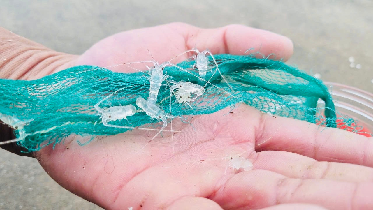 Tôm hùm "nhí" có thân hình trong suốt như thủy tinh. Ảnh: Nguyễn Ngọc.