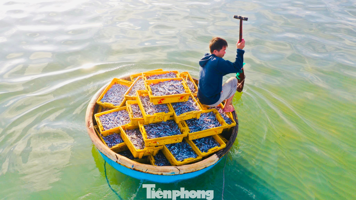 Để đưa hải sản vào bờ, ngư dân sẽ chuyển hải sản từ tàu lớn sang thuyền thúng nhỏ, còn tiểu thương chờ đợi sẵn trên bờ biển để thu mua. Việc thu mua cá diễn ra ngay bên mép sóng. (Ảnh: Nguyễn Ngọc)