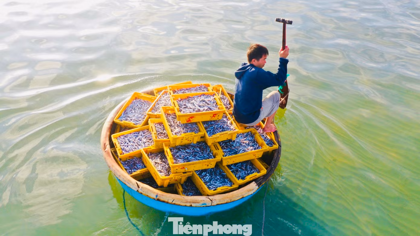 Để đưa hải sản vào bờ, ngư dân sẽ chuyển hải sản từ tàu lớn sang thuyền thúng nhỏ, còn tiểu thương chờ đợi sẵn trên bờ biển để thu mua. Việc thu mua cá diễn ra ngay bên mép sóng. (Ảnh: Nguyễn Ngọc)