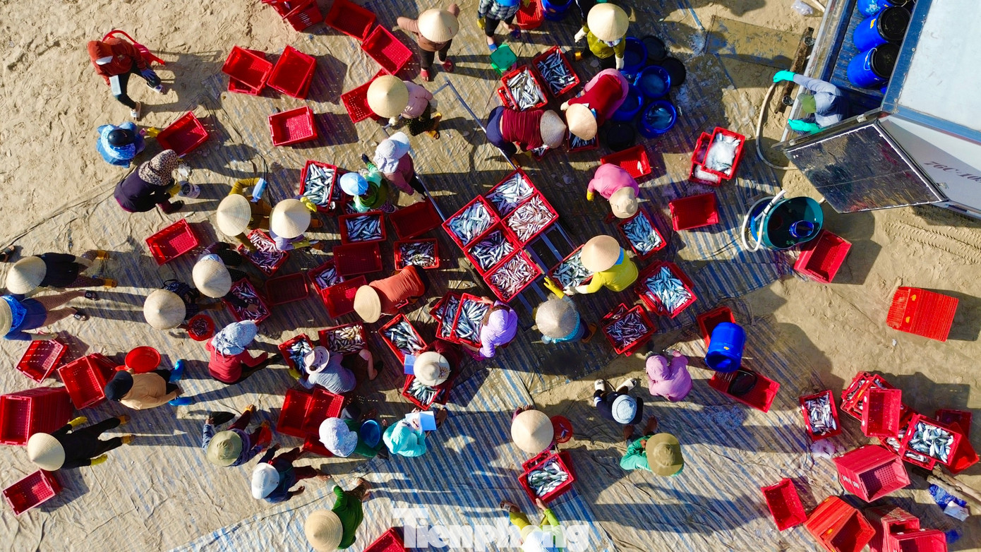 Cá đánh bắt gần bờ nên rất tươi ngon. Mỗi ngày có 40 - 60 tiểu thương các huyện, thành phố trong tỉnh đến đây mua cá đưa đi bán lẻ. Một phần cá được mua đưa lên các tỉnh miền Trung - Tây Nguyên tiêu thụ. (Ảnh: Nguyễn Ngọc)