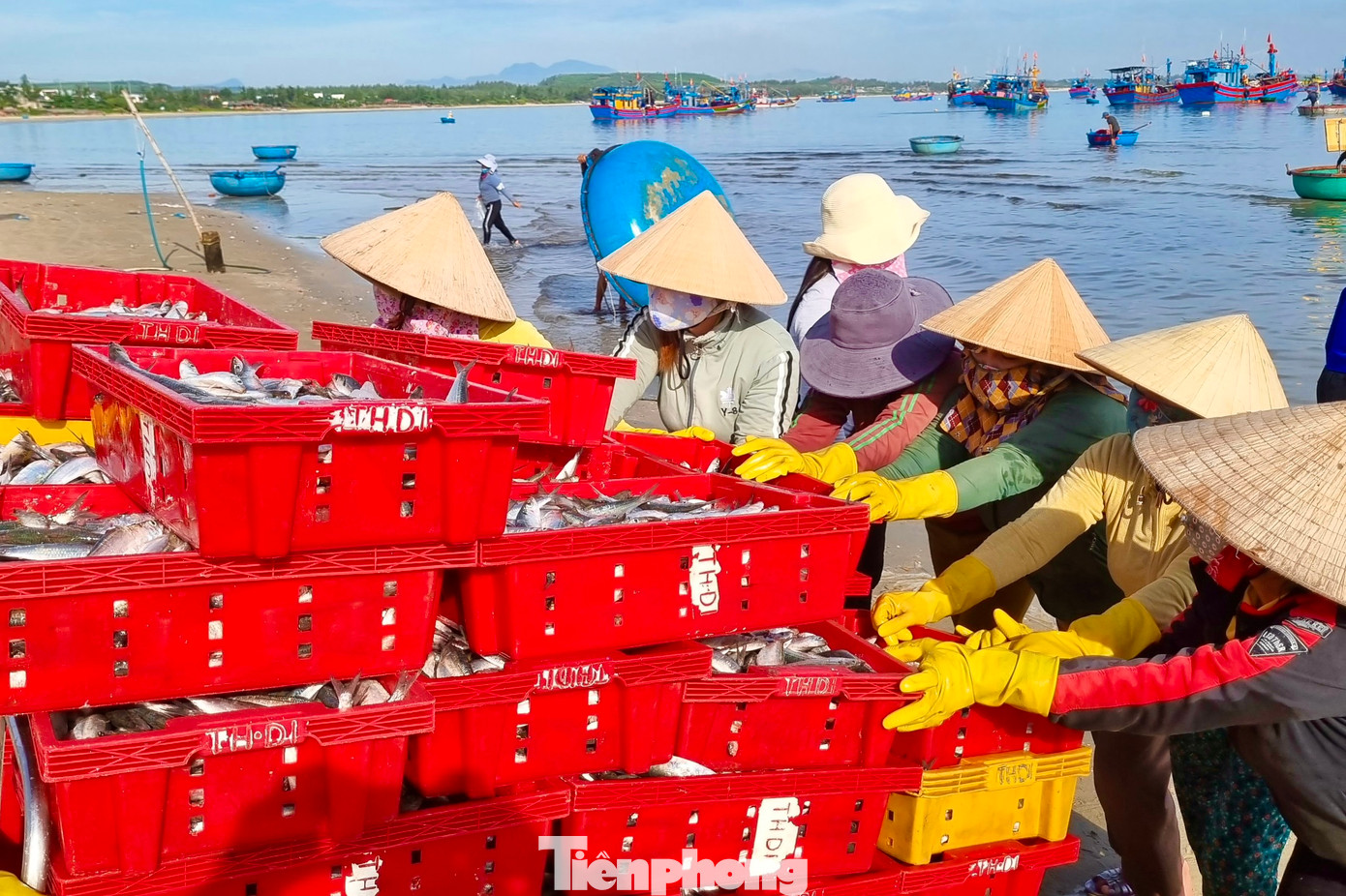 Bà Trần Thị Linh (TP Quảng Ngãi) cho biết, cá được ngư dân đánh bắt gần bờ nên rất tươi, giá cả lại rẻ. "Tôi phải đi 30km mới đến chợ, tuy có xa nhưng đến đây mua về bán mới có lời. Hôm nay tôi mua được 40kg cá, số cá này sẽ đưa về bán lẻ tại TP Quảng Ngãi" (Ảnh: Nguyễn Ngọc)