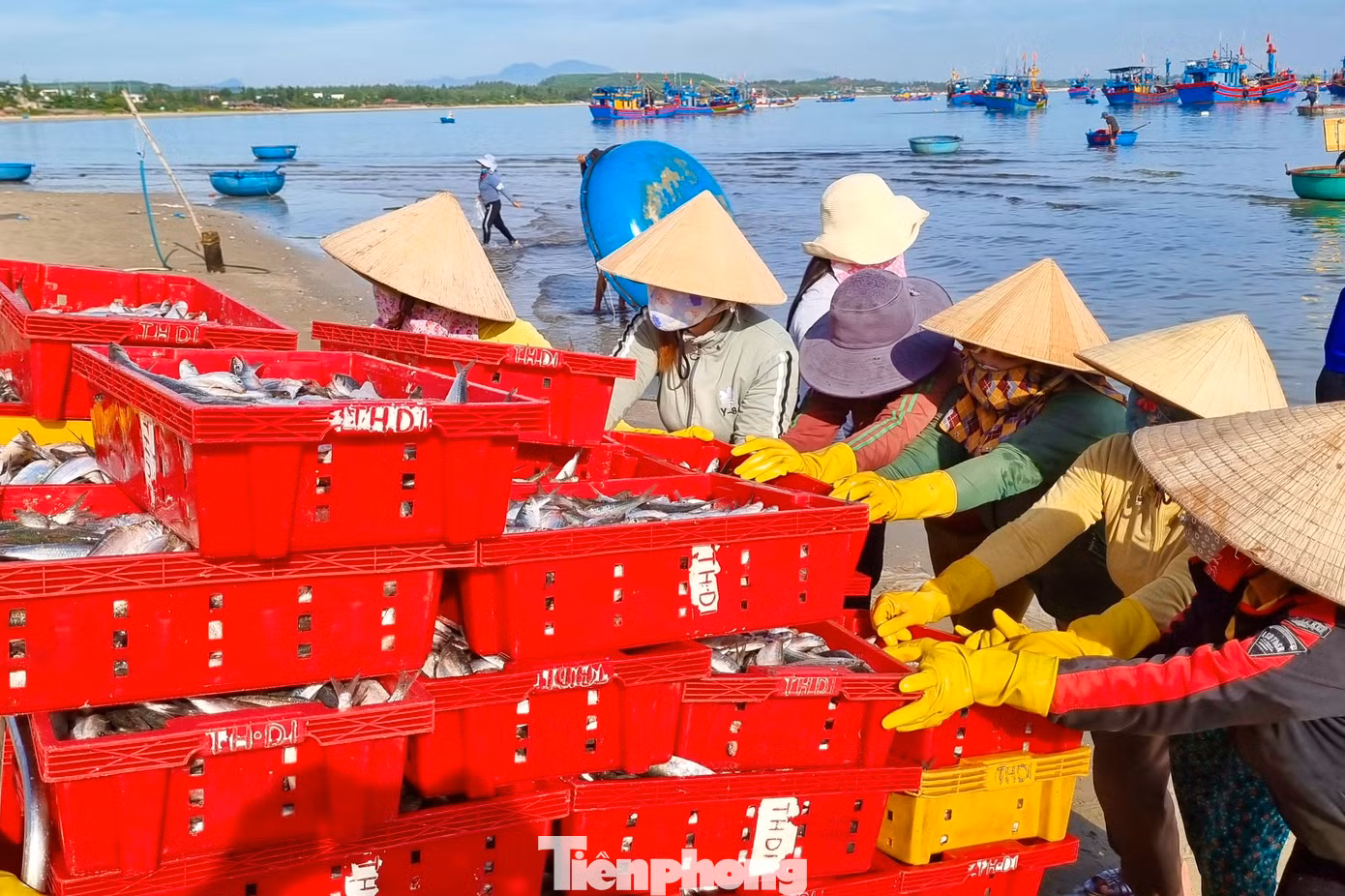 Bà Trần Thị Linh (TP Quảng Ngãi) cho biết, cá được ngư dân đánh bắt gần bờ nên rất tươi, giá cả lại rẻ. "Tôi phải đi 30km mới đến chợ, tuy có xa nhưng đến đây mua về bán mới có lời. Hôm nay tôi mua được 40kg cá, số cá này sẽ đưa về bán lẻ tại TP Quảng Ngãi" (Ảnh: Nguyễn Ngọc)