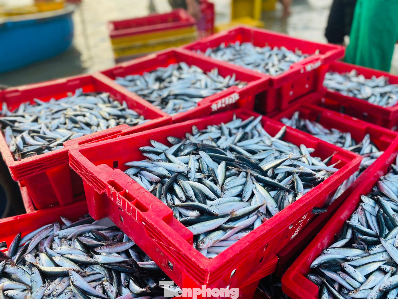 Những mẻ cá tươi rói. (Ảnh: Nguyễn Ngọc)