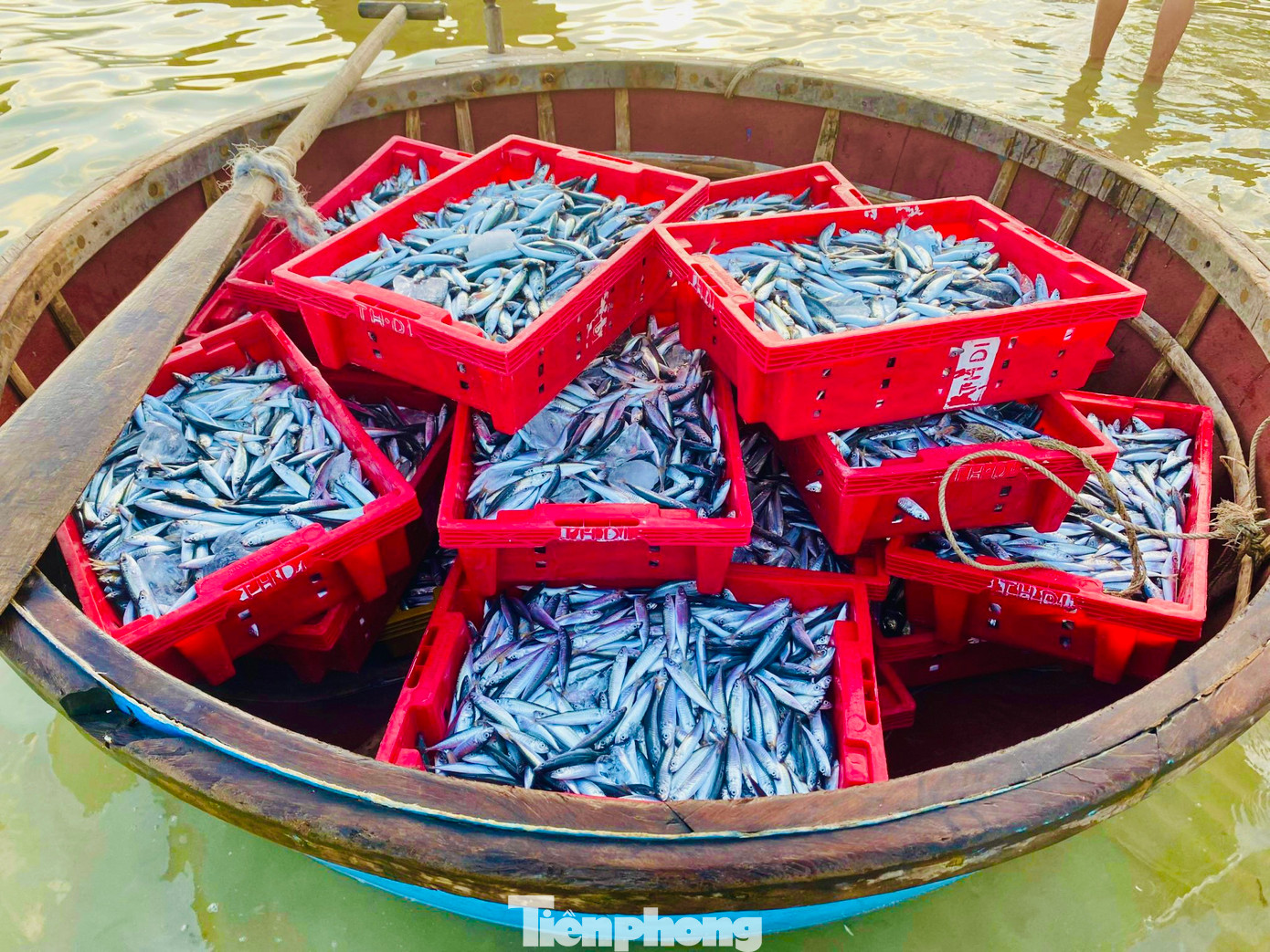 Những mẻ cá tươi rói. (Ảnh: Nguyễn Ngọc)