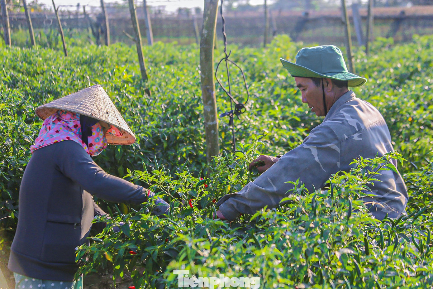 Vội thu hoạch lứa ớt thứ 2 đang chín rộ, ông Nguyễn Văn Trí (trú thôn Bình Đông, xã Nghĩa Hà, TP. Quảng Ngãi) cho biết gia đình ông trồng 500 m2 ớt, thời tiết năm nay thuận lợi, ít sâu bệnh nên ớt phát triển rất tốt, trái to đỏ và và đẹp. Bình quân trên diện tích này ông có thể thu về hơn một tấn ớt tươi/vụ, nhưng giá quá thấp quá, không đủ bù tiền phân, thuốc và giống.