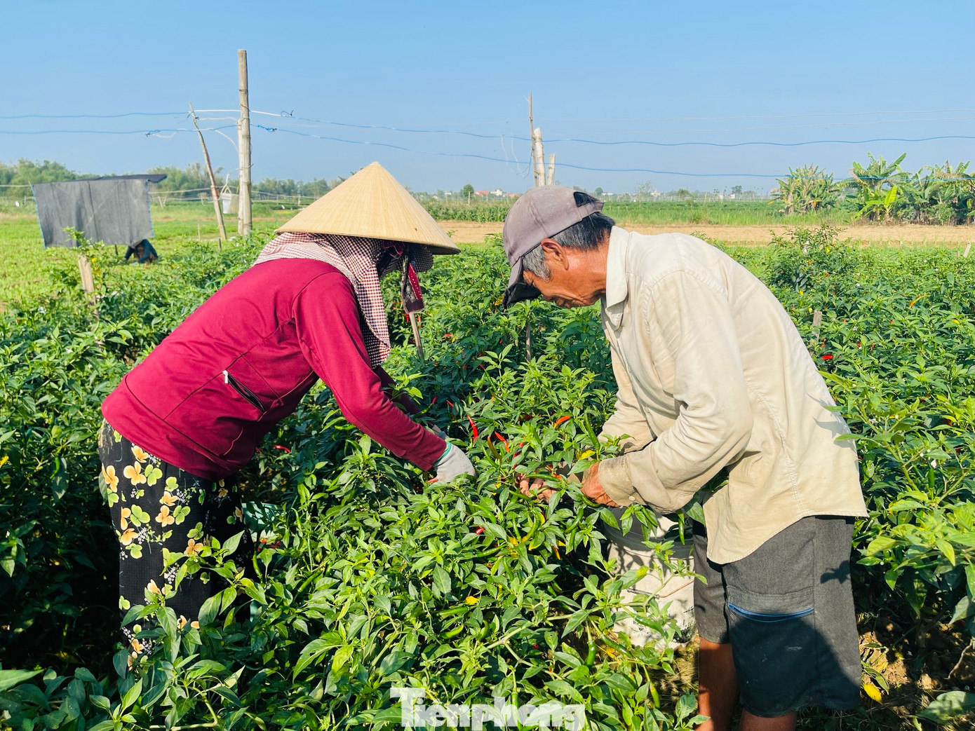 Theo các hộ nông dân, biết không có lãi, nhưng họ vẫn không nỡ bỏ ớt chín rộ ngoài đồng mà phải bỏ công ra hái, để kiếm một phần nào đó bù vào tiền giống và phân bón. Chi phí đầu tư mỗi sào ớt (500 m2) khoảng 5 triệu đồng, sản lượng thu hoạch khoảng một tấn, chi phí ngày công trả cho người hái ớt thuê từ 150.000-200.000 đồng/ngày. Với giá như hiện tại thì nông dân chỉ có thua lỗ nặng.