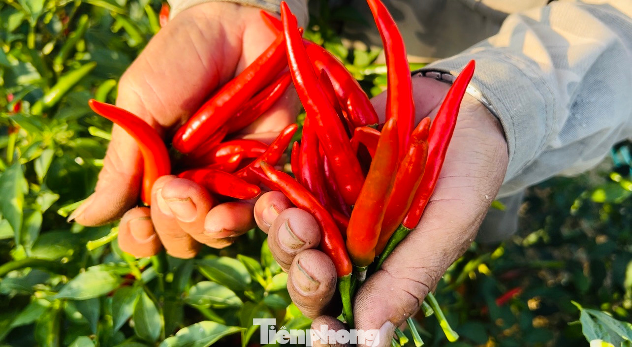 “Giá ớt phải ở mức 15.000 đồng/kg thì nông dân mới trang trải đủ các chi phí và trả công người hái, còn muốn có lời thì giá ớt dao động 25.000-30.000 đồng/kg”, bà Phạm Thị Nhung (trú xã Nghĩa Hà) nói.
