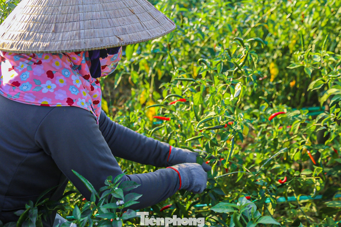 Theo bà con nông dân, năm 2023 ớt được giá nên năm nay bà con tăng diện tích trồng ớt. Năm nay thời tiết thuận lợi ớt được mùa năng suất rất cao. Niềm vui được mùa chưa kịp hưởng thì người trồng ớt ở Quảng Ngãi đã phải nếm trái đắng vì nỗi lo thua lỗ.