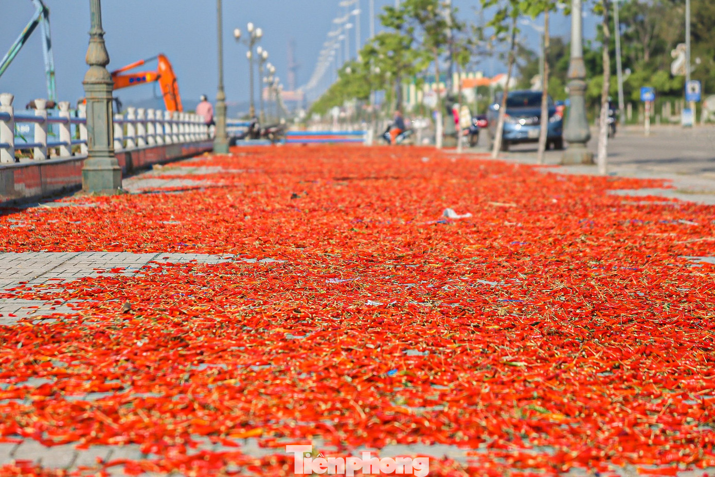 Nếu thời tiết thuận lợi, giá cả ổn định vụ thu hoạch ớt sẽ kéo dài đến tháng 5, tháng 6. Tuy nhiên với tình hình hiện tại nhiều khả năng người dân phải phá bỏ để chuyển sang trồng rau màu. “Dự định thu hoạch xong lứa này thay vì đầu tư phân bón, chăm sóc để thu hoạch các lứa tiếp theo, gia đình tôi phá bỏ ruộng ớt để trồng mướp, chứ giá như hiện nay hái chỉ thêm tốn công…”, ông Nguyễn Mình (trú xã Nghĩa Dũng, TP. Quảng Ngãi) buồn rầu nói.