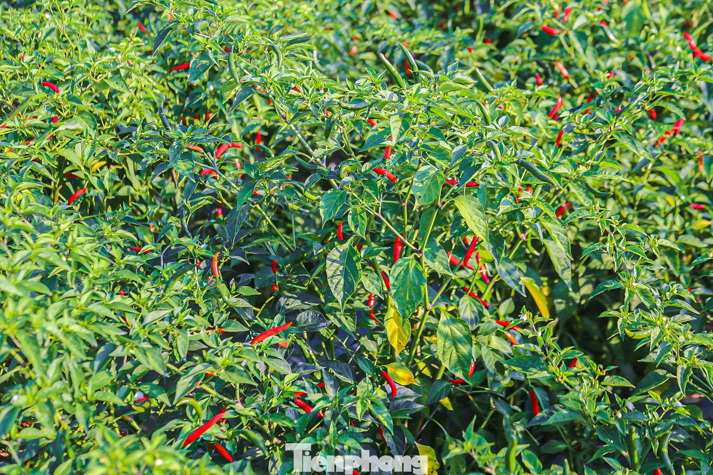 Vụ đông xuân năm 2023-2024, toàn tỉnh Quảng Ngãi trồng khoảng 1.430 ha ớt, tập trung nhiều nhất ở huyện Bình Sơn, TP. Quảng Ngãi. Đây cũng là một là trong những địa phương có diện tích trồng ớt lớn nhất cả nước.