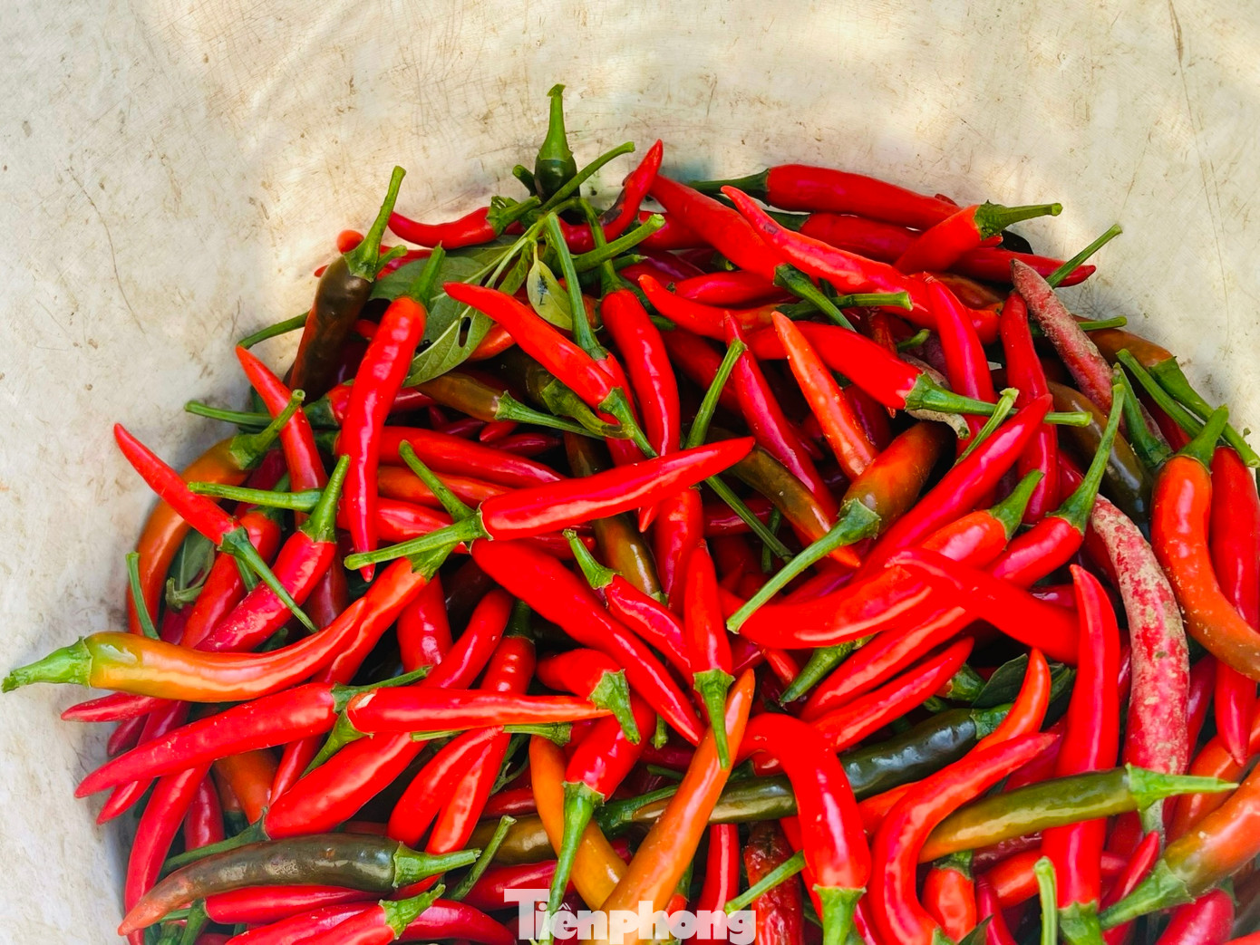 “Giá ớt phải ở mức 15.000 đồng/kg thì nông dân mới trang trải đủ các chi phí và trả công người hái, còn muốn có lời thì giá ớt dao động 25.000-30.000 đồng/kg”, bà Phạm Thị Nhung (trú xã Nghĩa Hà) nói.