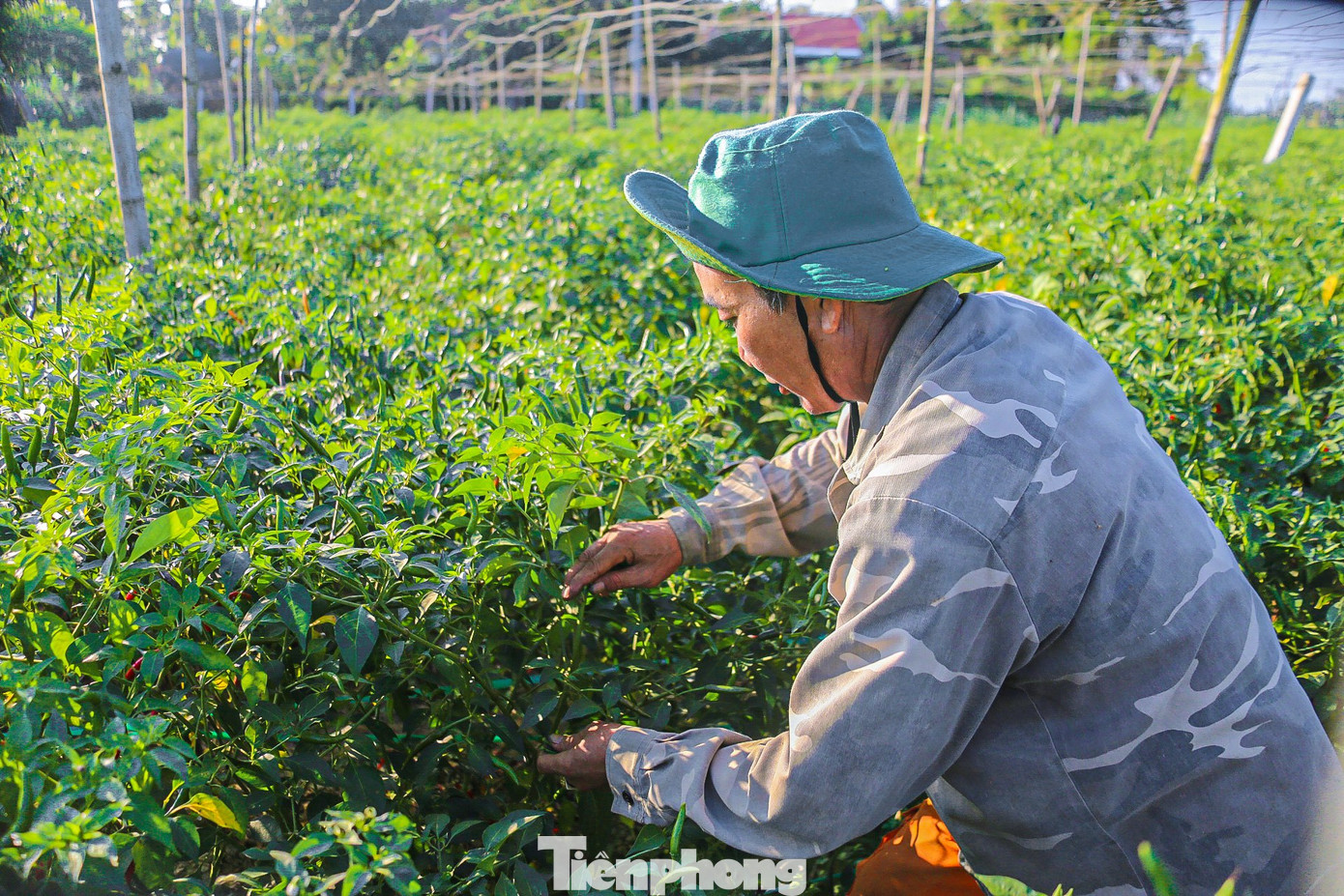 Vội thu hoạch lứa ớt thứ 2 đang chín rộ, ông Nguyễn Văn Trí (trú thôn Bình Đông, xã Nghĩa Hà, TP. Quảng Ngãi) cho biết gia đình ông trồng 500 m2 ớt, thời tiết năm nay thuận lợi, ít sâu bệnh nên ớt phát triển rất tốt, trái to đỏ và và đẹp. Bình quân trên diện tích này ông có thể thu về hơn một tấn ớt tươi/vụ, nhưng giá quá thấp quá, không đủ bù tiền phân, thuốc và giống.