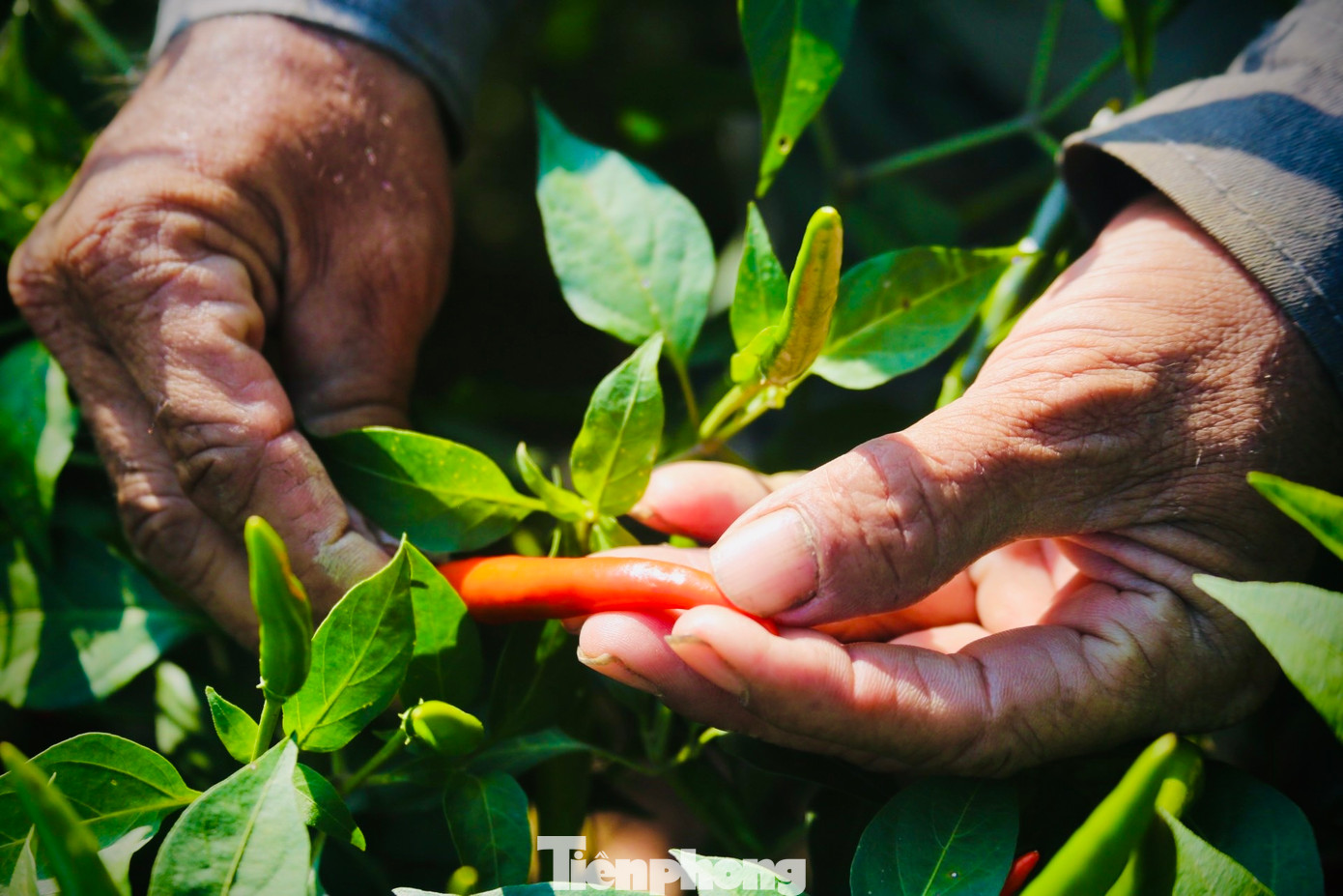 Hiện nông dân Quảng Ngãi đang bắt đầu vào mùa thu hoạch, tuy nhiên giá ớt liên tục tụt dốc, ớt chỉ thiên 7.000 đồng/kg, ớt chỉ địa (trái dài, to, ít cay) 4.000-5.000 đồng/kg, khiến hàng trăm hộ nông dân thấp thỏm lo âu…